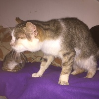 photo de livraison pour Pour l'Amour des Chats