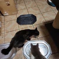 photo de livraison pour Chat de Gout'hier sans Toit