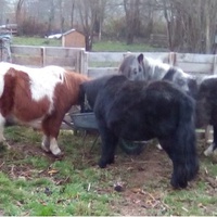 photo de livraison pour Refuge cheval Espoir