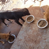 photo de livraison pour Comme Chiens et Chats Maroc
