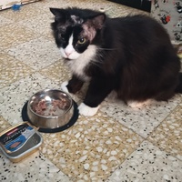 photo de livraison pour L'école du Chat d'Ollioules