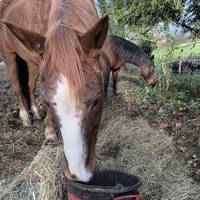 photo de livraison pour Les Crinières de Salherm