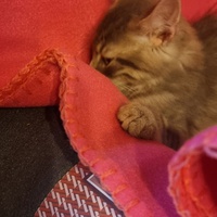 photo de livraison pour Amis de Myrtille