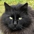 photo animal