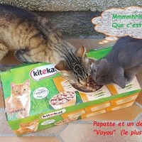 photo de livraison pour Chats en Liberté