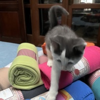 photo de livraison pour Association C.A.T.S. Chat Animal Terrien Solidarité