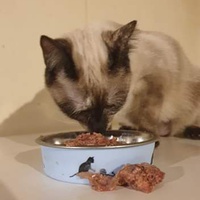 photo de livraison pour The Funny Farm Cat Rescue