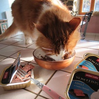 photo de livraison pour Jardin des Chats