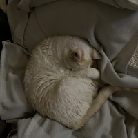 photo de livraison pour Les Chats lectourois