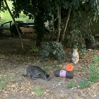 photo de livraison pour Les chats de chez nous