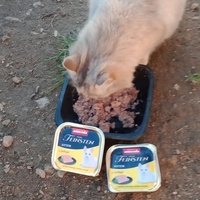 photo de livraison pour Les Chats-Pitresdelavi-Ste