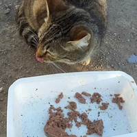 photo de livraison pour Les Chats-Pitresdelavi-Ste