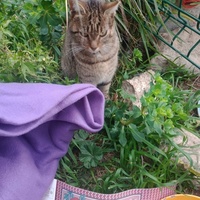 photo de livraison pour Les Chats-Pitresdelavi-Ste