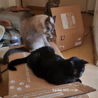 photo de livraison pour Chats Libres des Hauts Cantons de l'Hérault