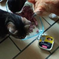 photo de livraison pour Ecole du Chat Libre de Caillerot