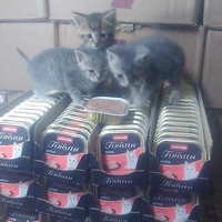 photo de livraison pour Stérilcat 80