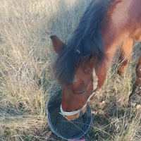 photo de livraison pour Equi-Libre : Droit à la Retraite Equine
