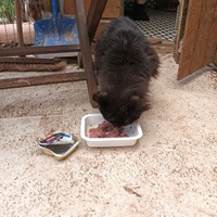 photo de livraison pour L'école du Chat d'Ollioules