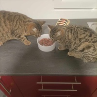 photo de livraison pour Stérilcat 80