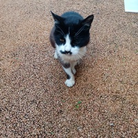 photo de livraison pour Chat de Gout'hier sans Toit