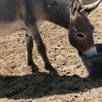 photo de livraison pour La Ferme des Zanimobiles
