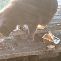 photo de livraison pour Cat Miaou