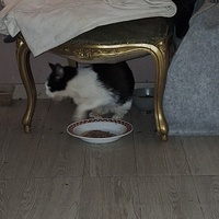 photo de livraison pour Protect Cat