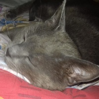photo de livraison pour Les Chats'nonymes