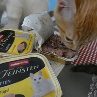 photo de livraison pour Jardin des Chats