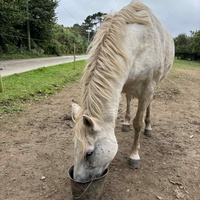 photo de livraison pour SOS Animaux, un Toit pour la Vie