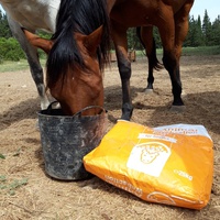 photo de livraison pour Happy Horse Day