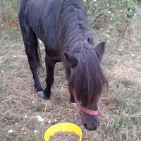 photo de livraison pour SOS Animal Tendresse