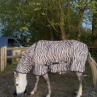 photo de livraison pour Espoir au Galop