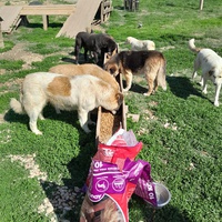 photo de livraison pour Happy Shelter Skopje