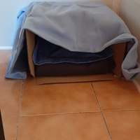 photo de livraison pour Bien vivre avec les Chats Sallélois