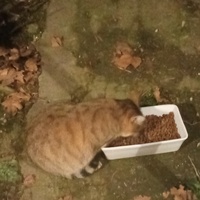 photo de livraison pour Les chats libres de Caro