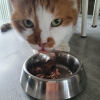 photo de livraison pour Animalove