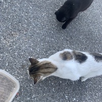 photo de livraison pour Le Chat Salonais
