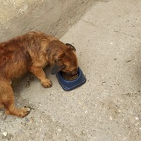 photo de livraison pour Lina's animal rescue