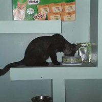 photo de livraison pour Les Chats de la Tour