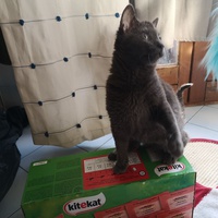 photo de livraison pour Chatons de l'Espoir