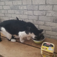 photo de livraison pour Bien vivre avec les Chats Sallélois