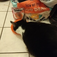 photo de livraison pour Les Chats de la Rue