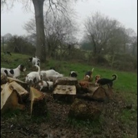 photo de livraison pour Hathi