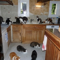 photo de livraison pour Chats Heureux