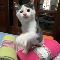 photo de livraison pour Association C.A.T.S. Chat Animal Terrien Solidarité
