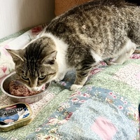photo de livraison pour SOS Chats Libres