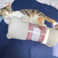 photo de livraison pour Les chats de l'Indifférence