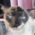 photo animal