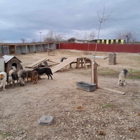 photo de livraison pour Happy Shelter Skopje